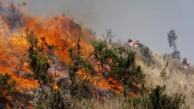 Logran liquidar incendio de Tankuché en Calkiní 