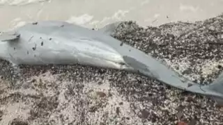 Hallan delfín muerto cerca de la bahía de Chetumal
