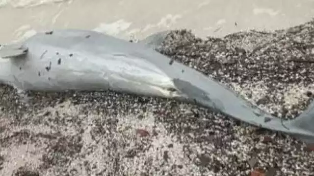 A simple vista no había algún indicador de su muerte