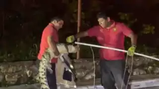 Aparecen cocodrilos y serpientes por lluvias en Campeche; piden reportar avistamientos