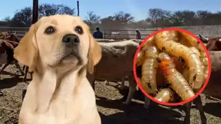 ¿Con perros? Ganaderos piden uso de canes entrenados contra el gusano barrenador