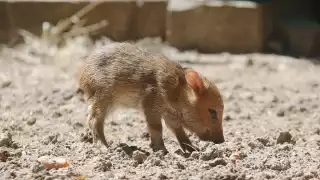   Sorprende a vecinos: Cría de pecarí es encontrada en parque de Tizimín   