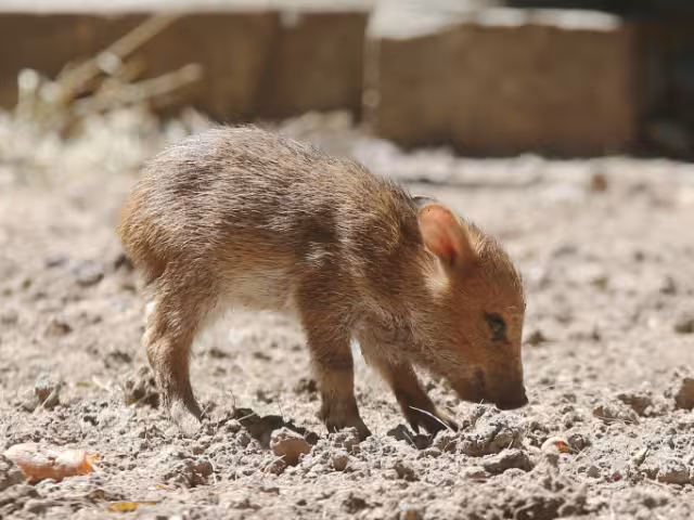 Se cree que el pecarí era la mascota de algún residente de la zona