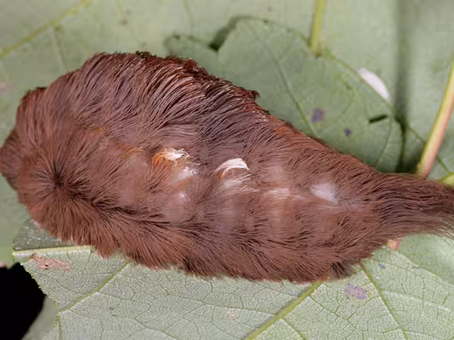 Aún no existen estudios suficientes sobre la biología de la especie