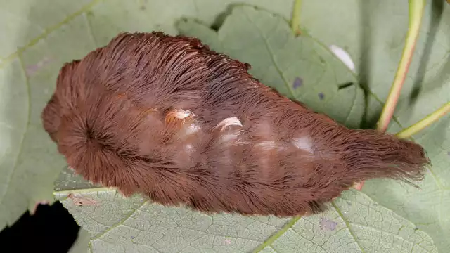Aún no existen estudios suficientes sobre la biología de la especie