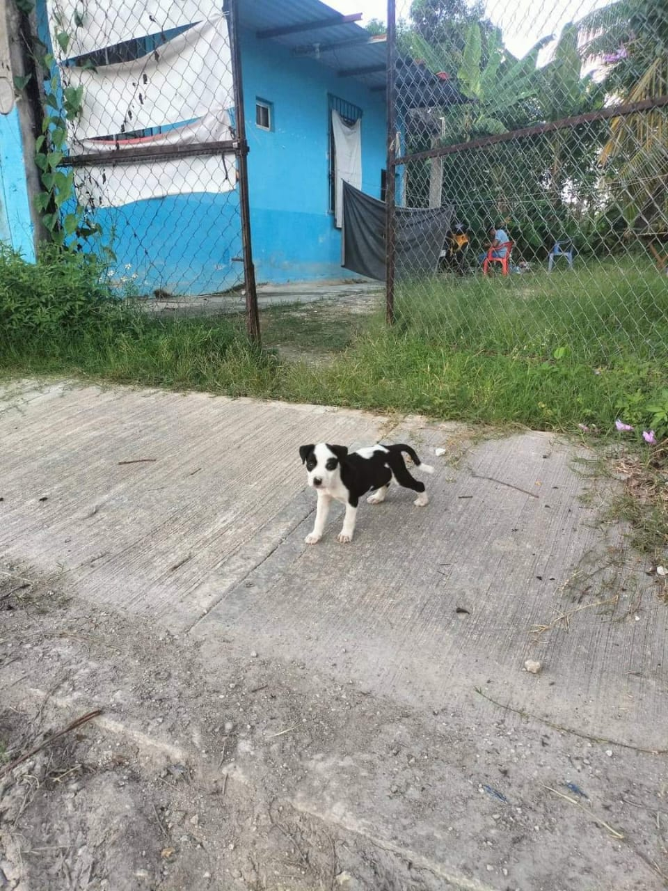 Entran a robar en una casa de Escárcega y se llevan hasta al perro 