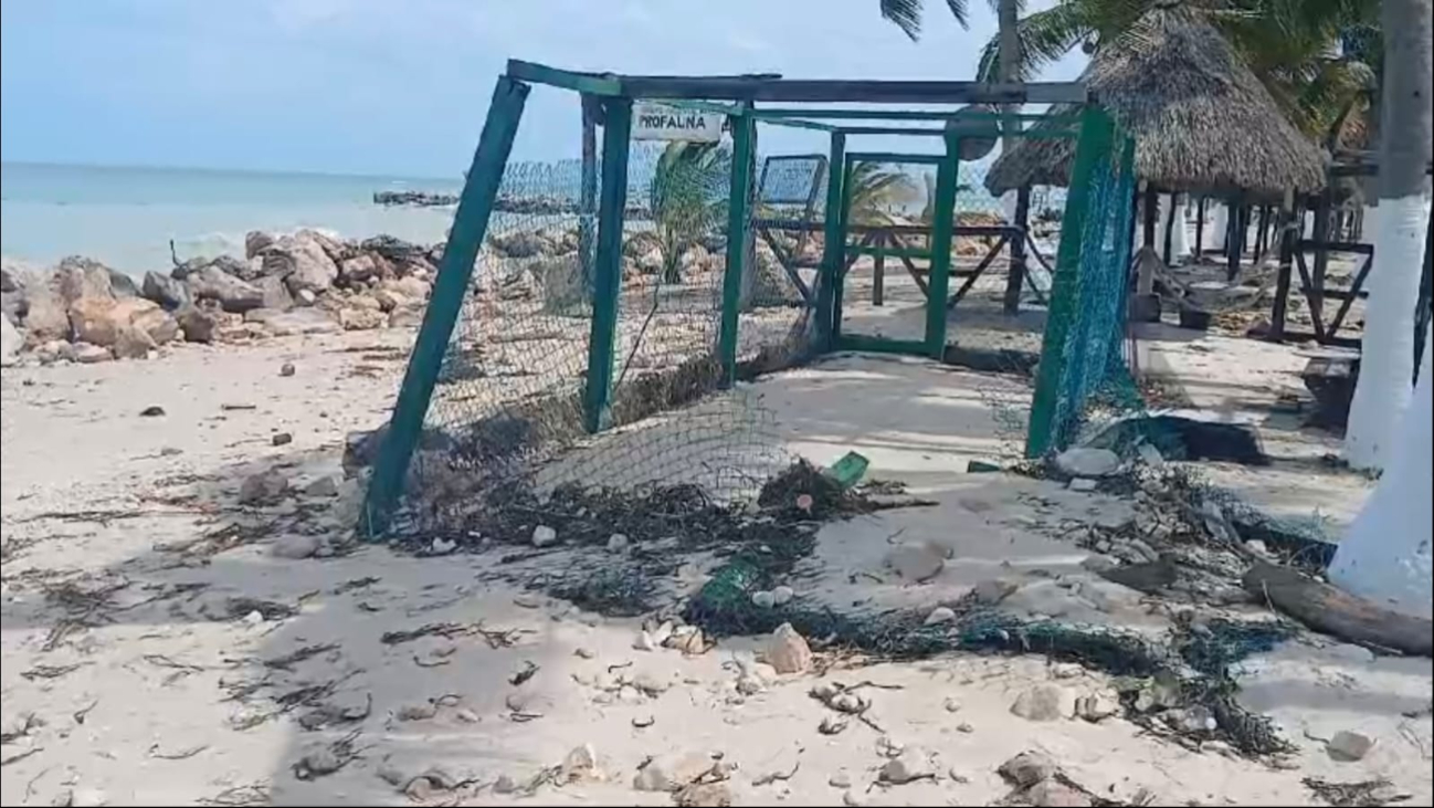 Al menos cien nidos de tortugas dañada por Milton