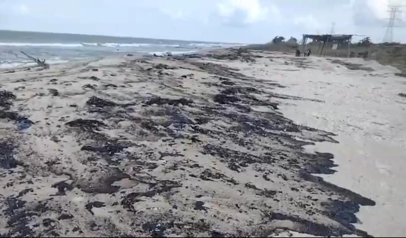  Detectan chapopoteras en playas de Ciudad del Carmen