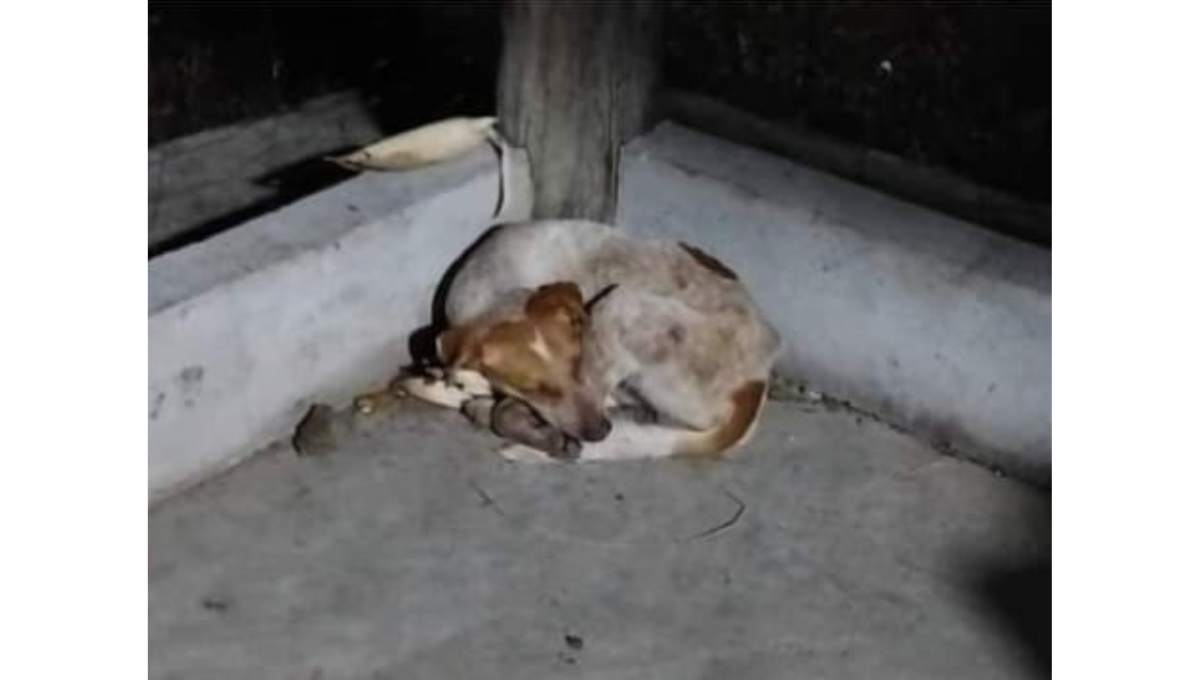 Bobby, uno de los perros de Joel, regresó a casa, lo que reavivó la esperanza y llevó a la reanudación de la búsqueda Bobby, uno de los perros de Joel, regresó a casa, lo que reavivó la esperanza y llevó a la reanudación de la búsqueda