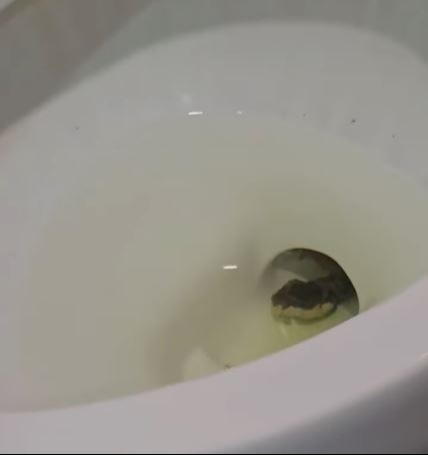 Captan culebra en baño de Burger King