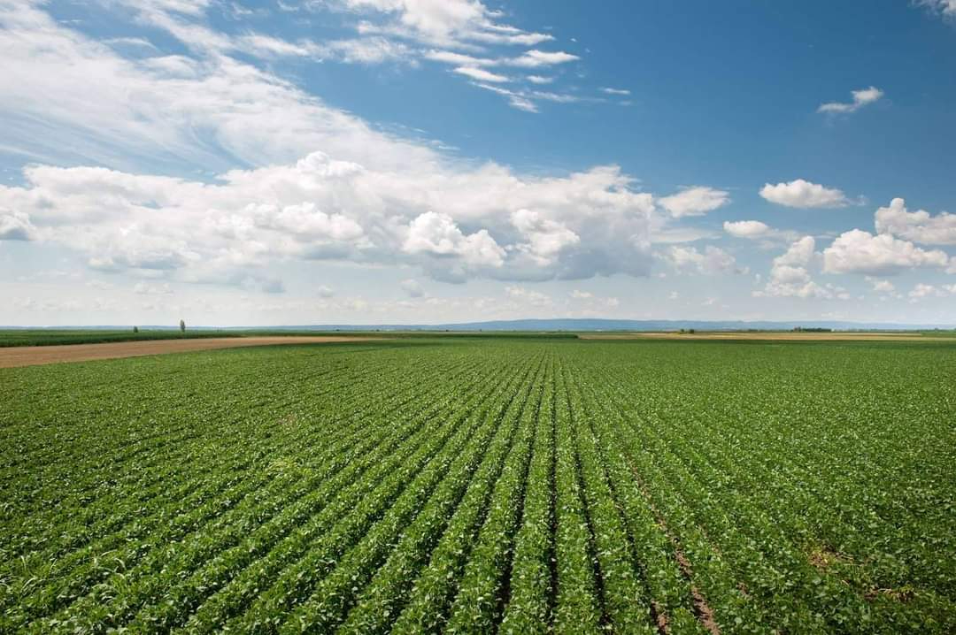 La compañía, dedicada a sembrar maíz y soya transgénica en Cabichén, Tizimín, amenazó a los pobladores con despedirlos. La compañía, dedicada a sembrar maíz y soya transgénica en Cabichén, Tizimín, amenazó a los pobladores con despedirlos.