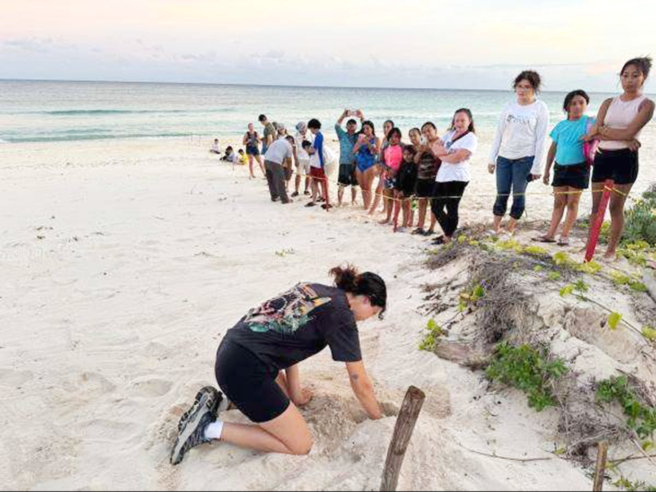 Liberan a más de 300 crías de tortuga en la Playa Chen Río, Cozumel Liberan a más de 300 crías de tortuga en la Playa Chen Río, Cozumel