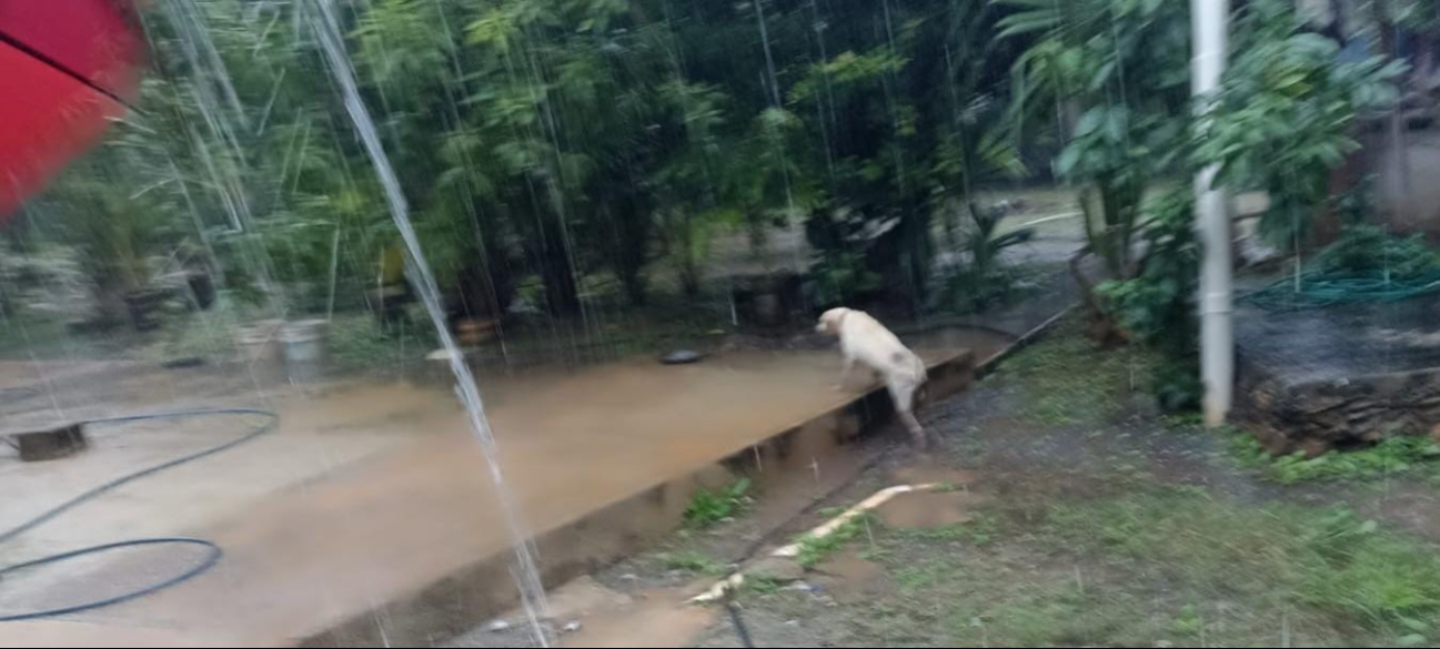 El perrito fue rescatado con vida y sin lesiones, recibiendo aplausos de los vecinos El perrito fue rescatado con vida y sin lesiones, recibiendo aplausos de los vecinos