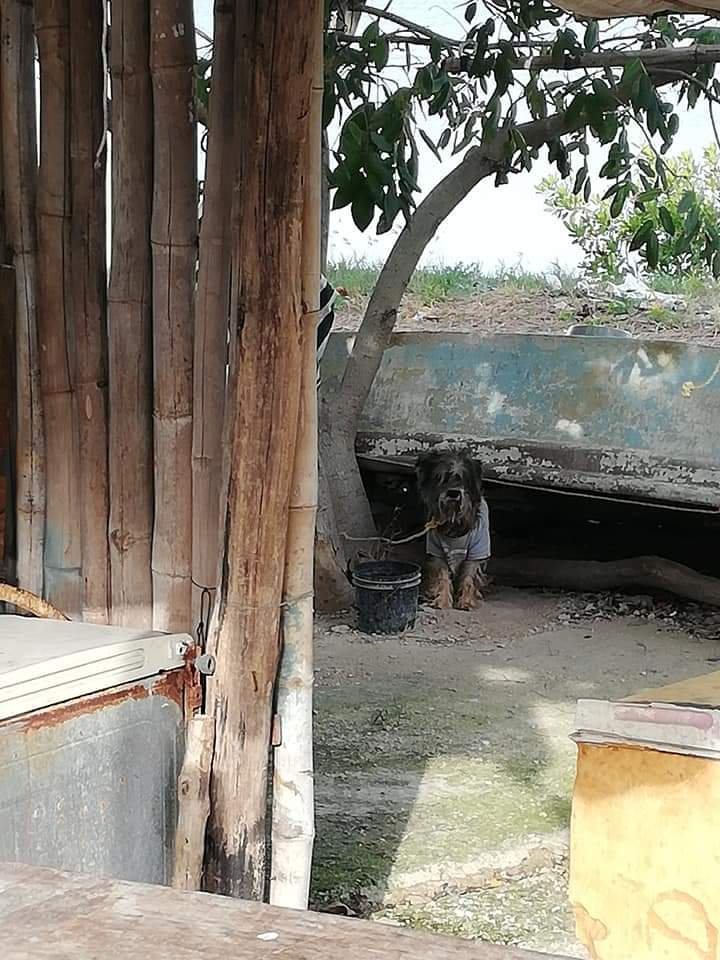 Las multas por maltrato animal en Campeche van desde los 12 mil hasta los 22 mil pesos Las multas por maltrato animal en Campeche van desde los 12 mil hasta los 22 mil pesos