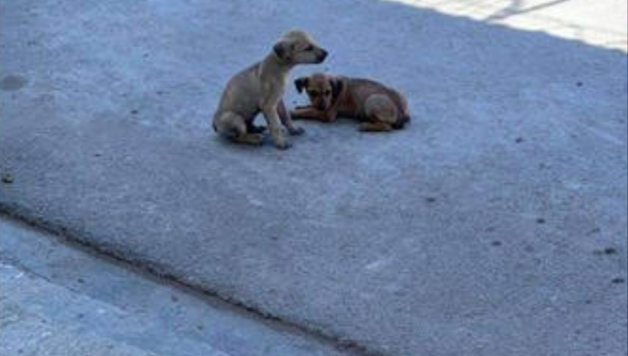 Perritos son abandonados dentro de un costal en San Pedro, Coahuila. Perritos son abandonados dentro de un costal en San Pedro, Coahuila.