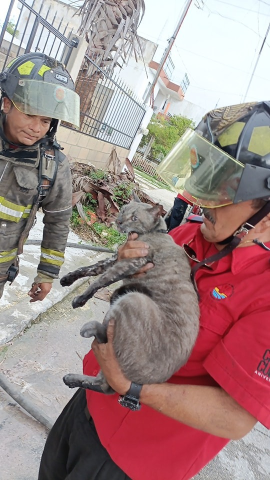 Bomberos de Cancún rescatan a gatito en un incendio Bomberos de Cancún rescatan a gatito en un incendio