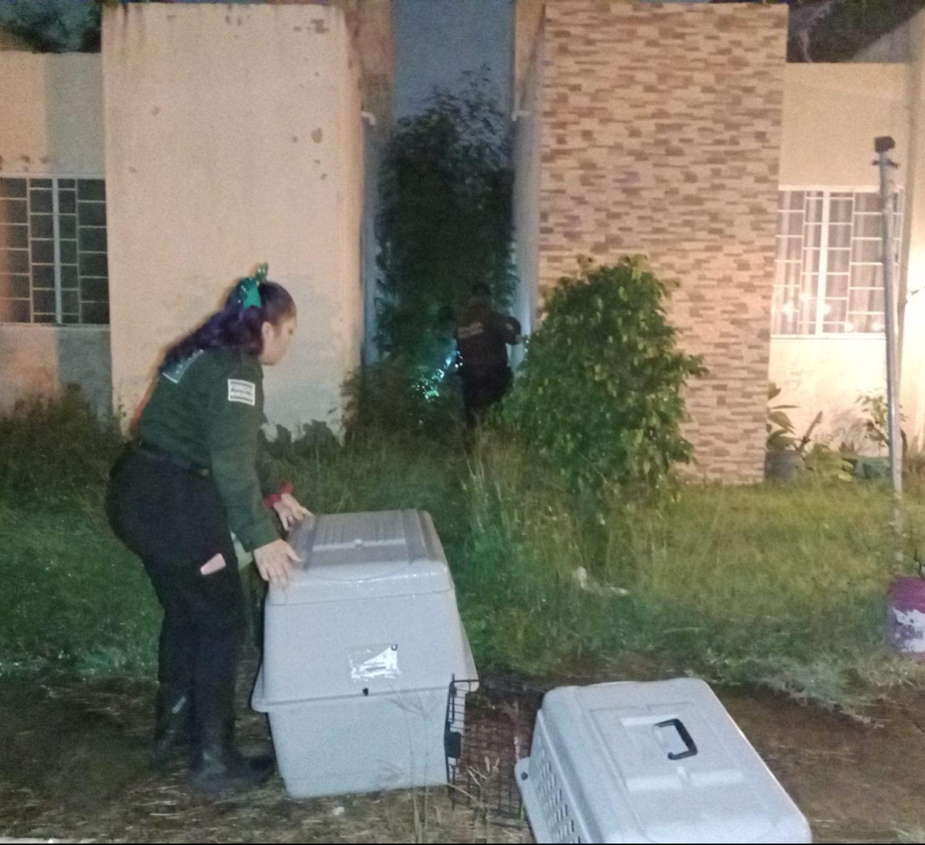 Los pecaríes deambulaban en un fraccionamiento de Kanasín Los pecaríes deambulaban en un fraccionamiento de Kanasín