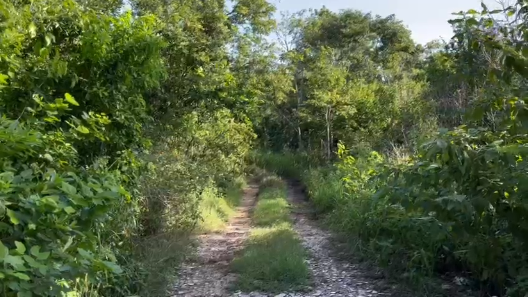 El hallazgo fue hecho por los vecinos de la zona, quienes reportaron a las autoridades El hallazgo fue hecho por los vecinos de la zona, quienes reportaron a las autoridades