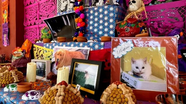 Estos elementos ayudan a guiar y recibir a las ánimas de las mascotas, recordando su alegría y compañía Estos elementos ayudan a guiar y recibir a las ánimas de las mascotas, recordando su alegría y compañía