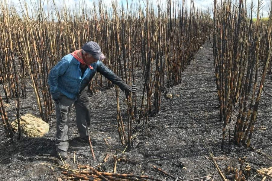 Zafra se ve amenazada por hongo