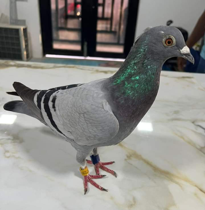 Paloma viaja desde Cuba hasta Mótul, Yucatán