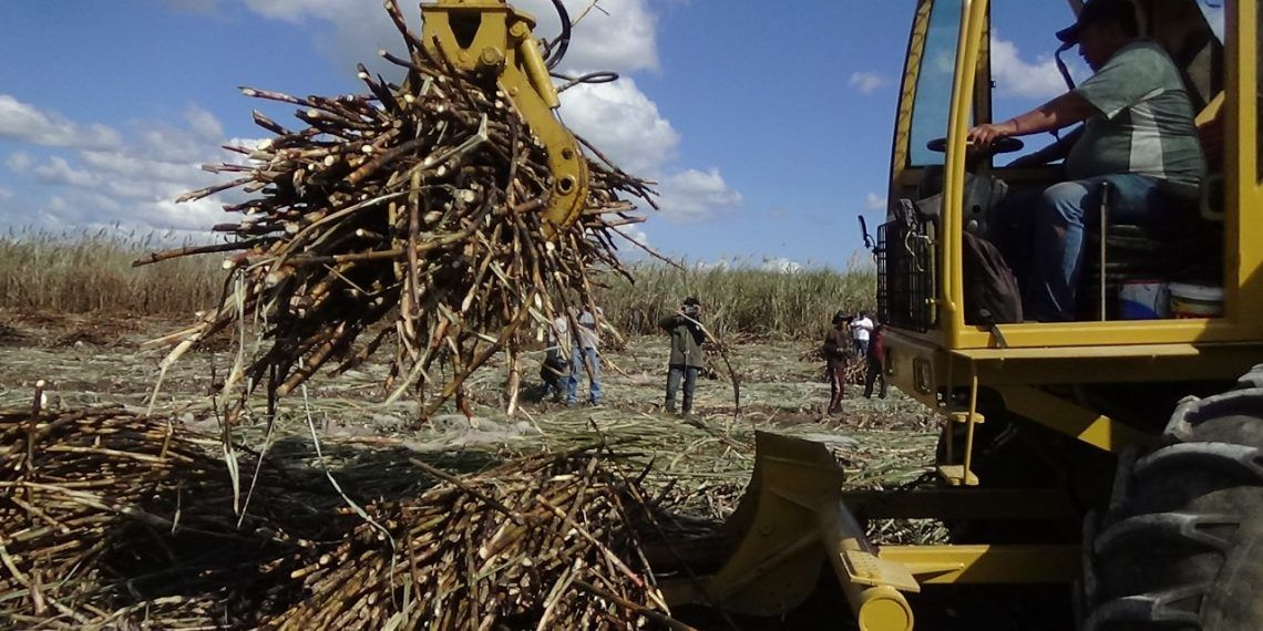 Productores han pedido ayuda a las autoridades estatales para combatir la plaga. Productores han pedido ayuda a las autoridades estatales para combatir la plaga.