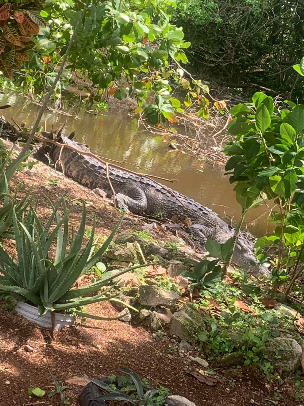 El cocodrilo ‘Juancho’ fue llevado a la Zona Cero, pero regresó a Progreso El cocodrilo ‘Juancho’ fue llevado a la Zona Cero, pero regresó a Progreso
