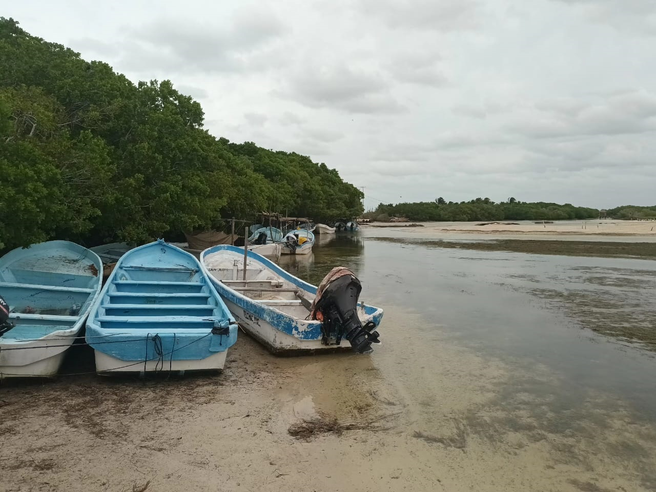 Reportan que los pescadores lavan sus navíos en el manglar con químicos dañinos para la flora y fauna Reportan que los pescadores lavan sus navíos en el manglar con químicos dañinos para la flora y fauna