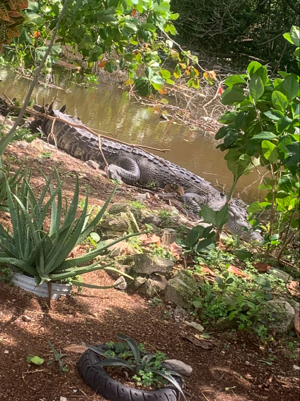 Vecinos se han acostumbrado a vivir cerca del cocodrilo Vecinos se han acostumbrado a vivir cerca del cocodrilo