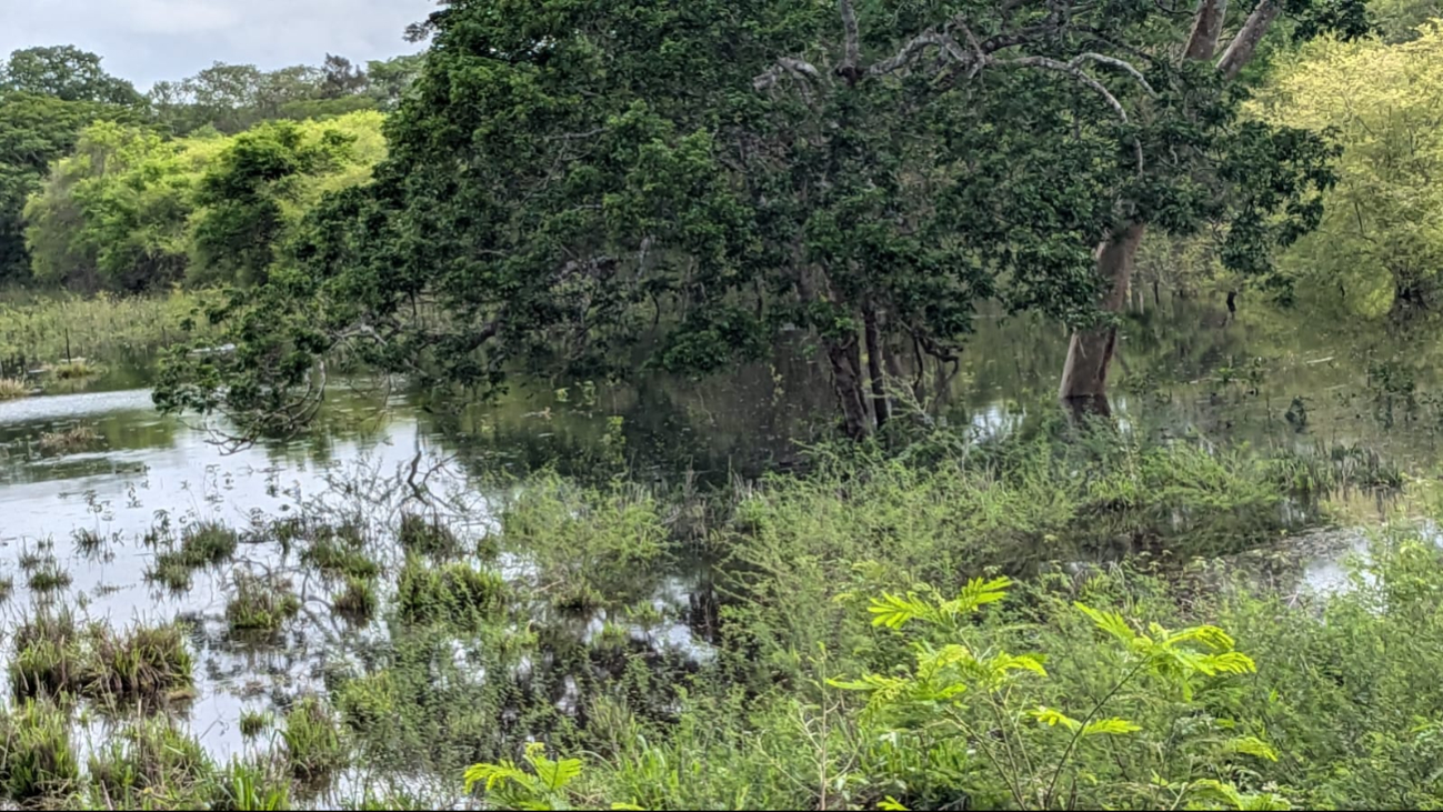 Los habitantes de la zona temen por su ganado Los habitantes de la zona temen por su ganado