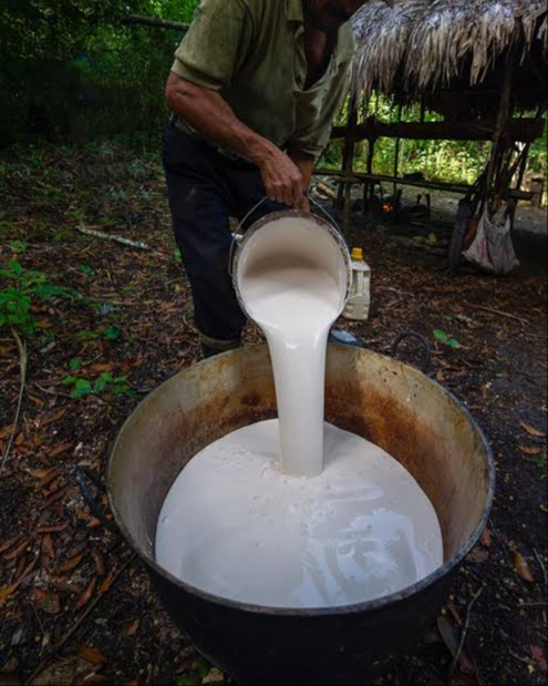 El chicle maya es un producto emblemático de las regiones de Campeche y Quintana Roo. El chicle maya es un producto emblemático de las regiones de Campeche y Quintana Roo.
