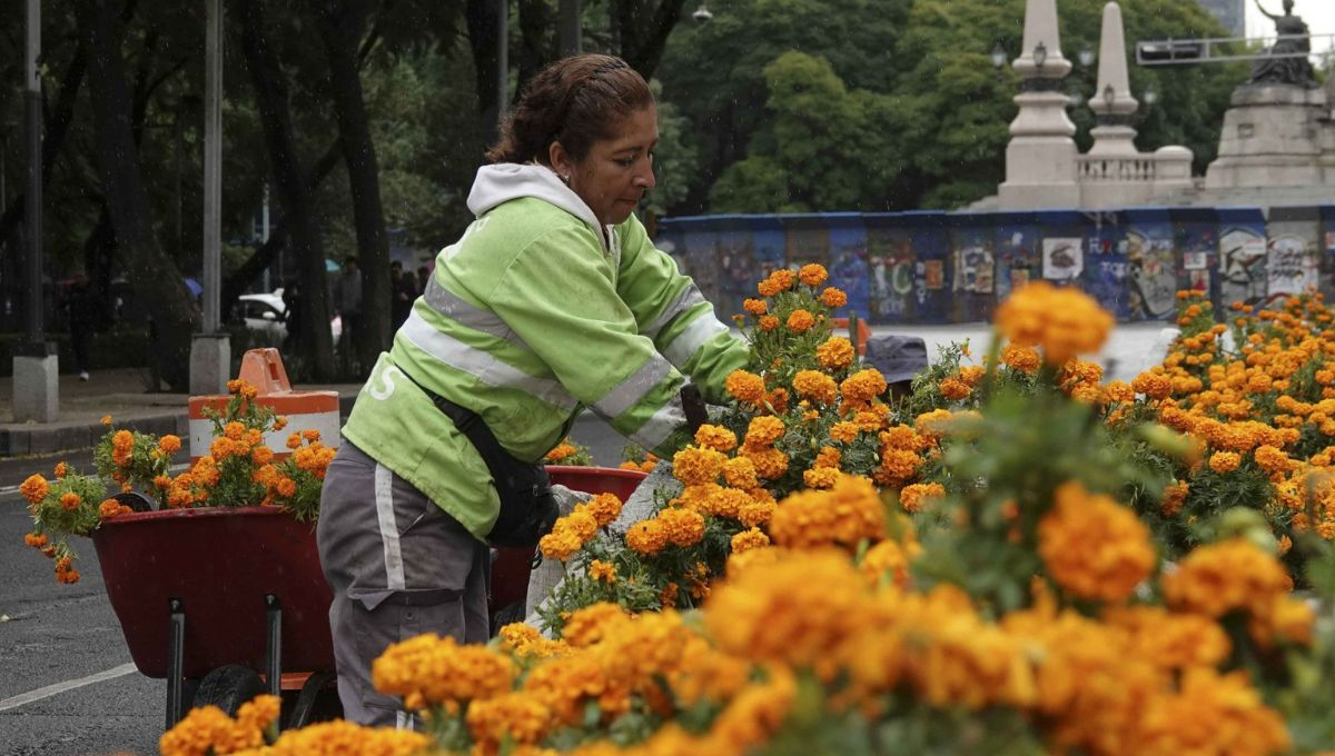 La flor de muertos, como también se le conoce, representa no solo la luz que guía a las almas, sino también la fugacidad de la vida La flor de muertos, como también se le conoce, representa no solo la luz que guía a las almas, sino también la fugacidad de la vida