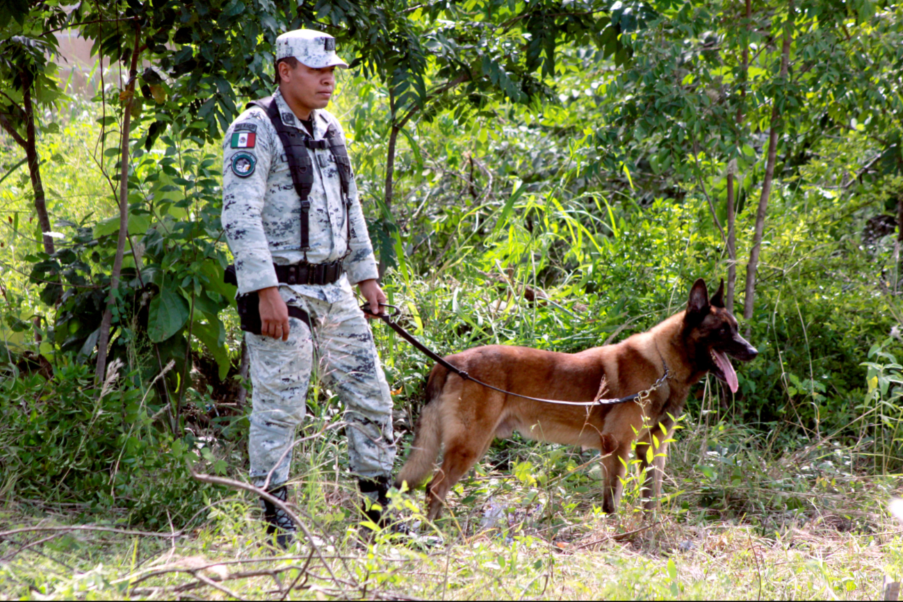 Se contó con el apoyo de la Guardia Nacional, además de un can especializado en hallazgos Se contó con el apoyo de la Guardia Nacional, además de un can especializado en hallazgos