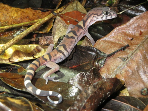 Este reptil habita en México, Belice, Honduras, Guatemala y El Salvador Este reptil habita en México, Belice, Honduras, Guatemala y El Salvador
