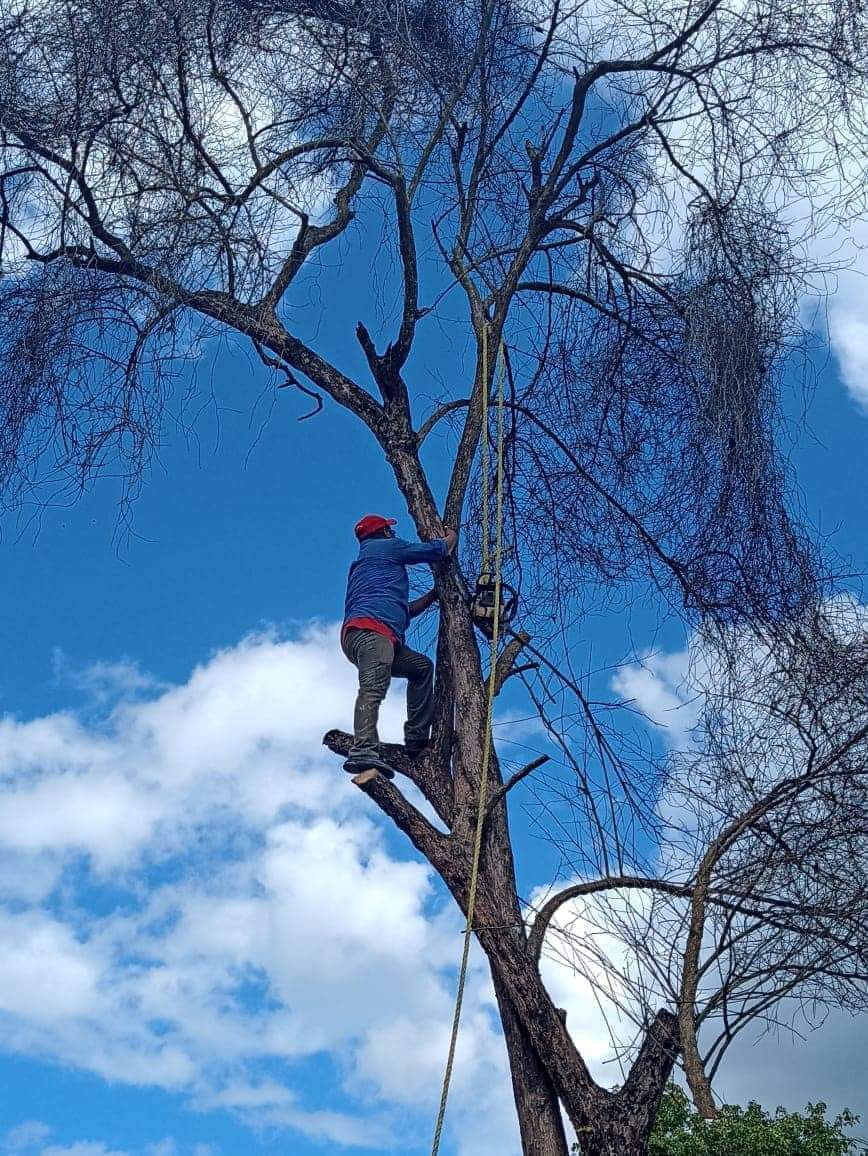 El personal desmontó el árbol y cortó los troncos para evitar peligros El personal desmontó el árbol y cortó los troncos para evitar peligros