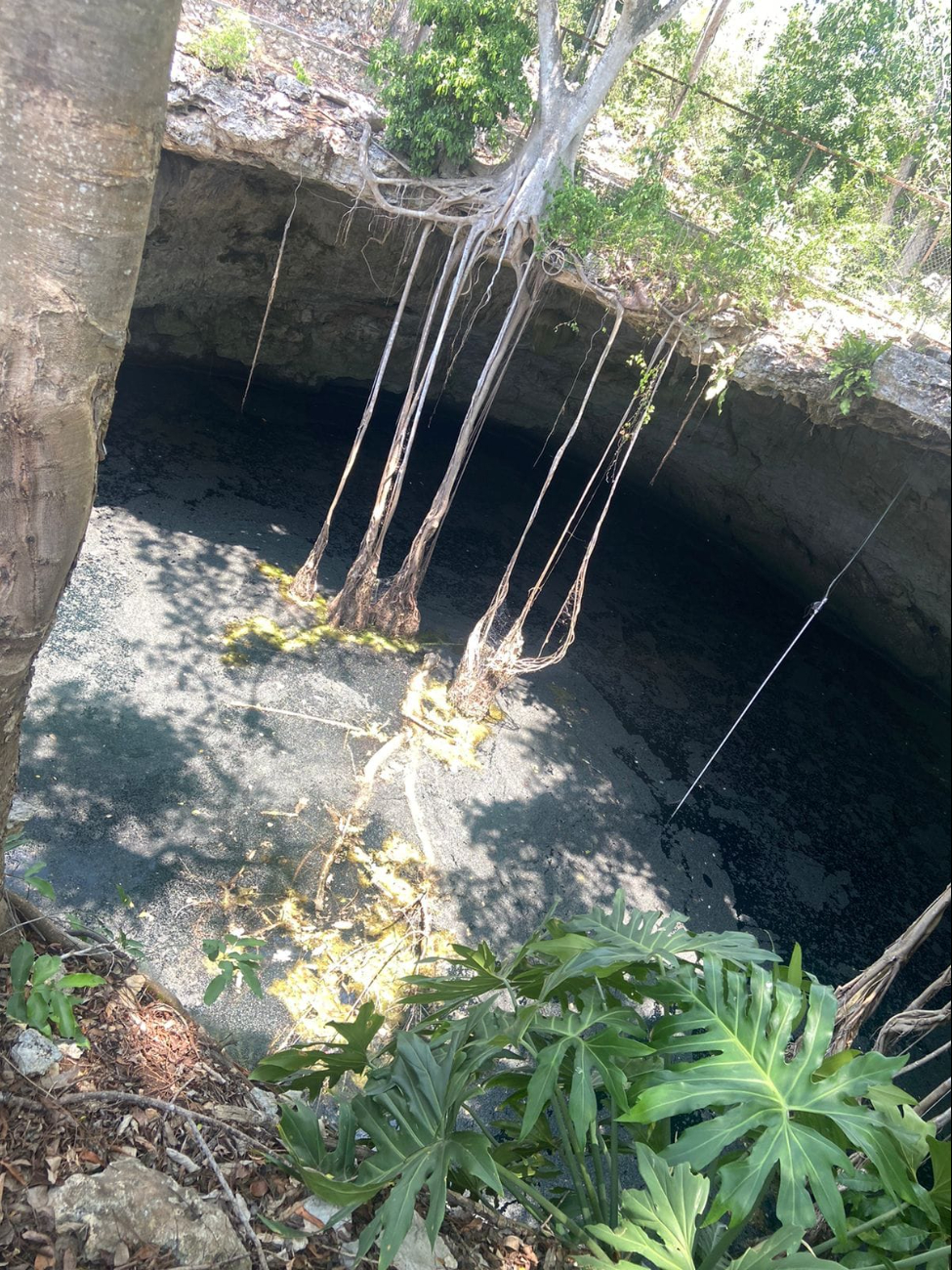 Especialistas trabajarán para retirar al cocodrilo del cenote Especialistas trabajarán para retirar al cocodrilo del cenote