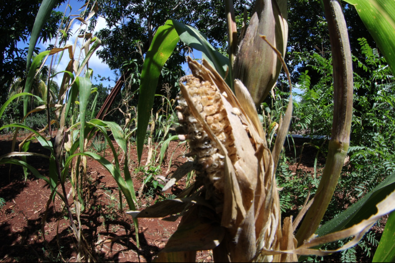 Productores se preparan para implementar el "Plan Campeche"
