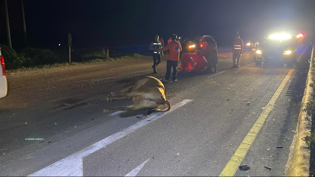 La vaca perdió de manera instantánea la vida. La vaca perdió de manera instantánea la vida.