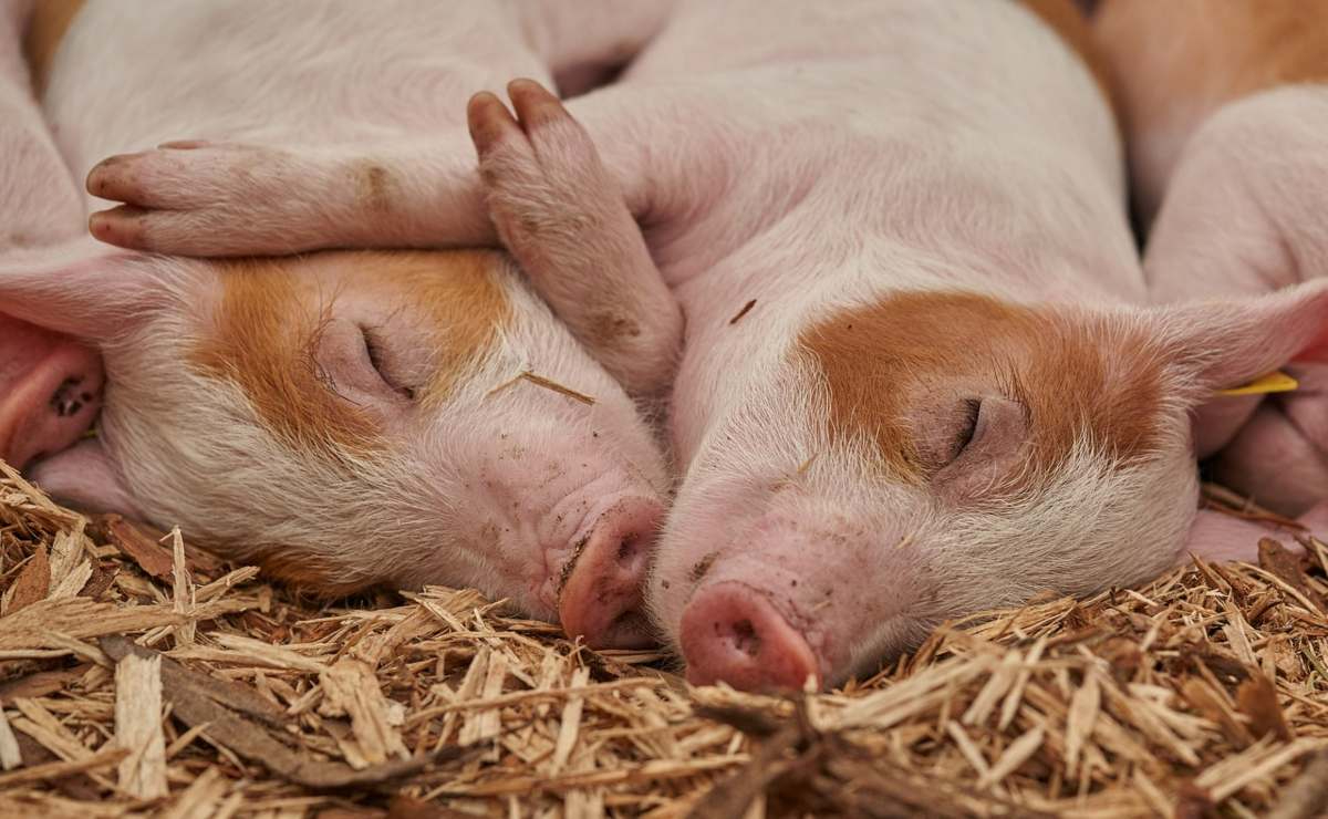 ¿Por qué ocurre el mal del puerco? ¿Por qué ocurre el mal del puerco?