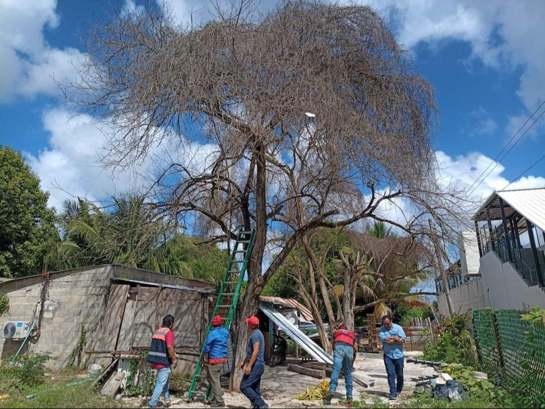 Recibieron un reporte de vecinos indicando que el árbol estaba a punto de caer Recibieron un reporte de vecinos indicando que el árbol estaba a punto de caer