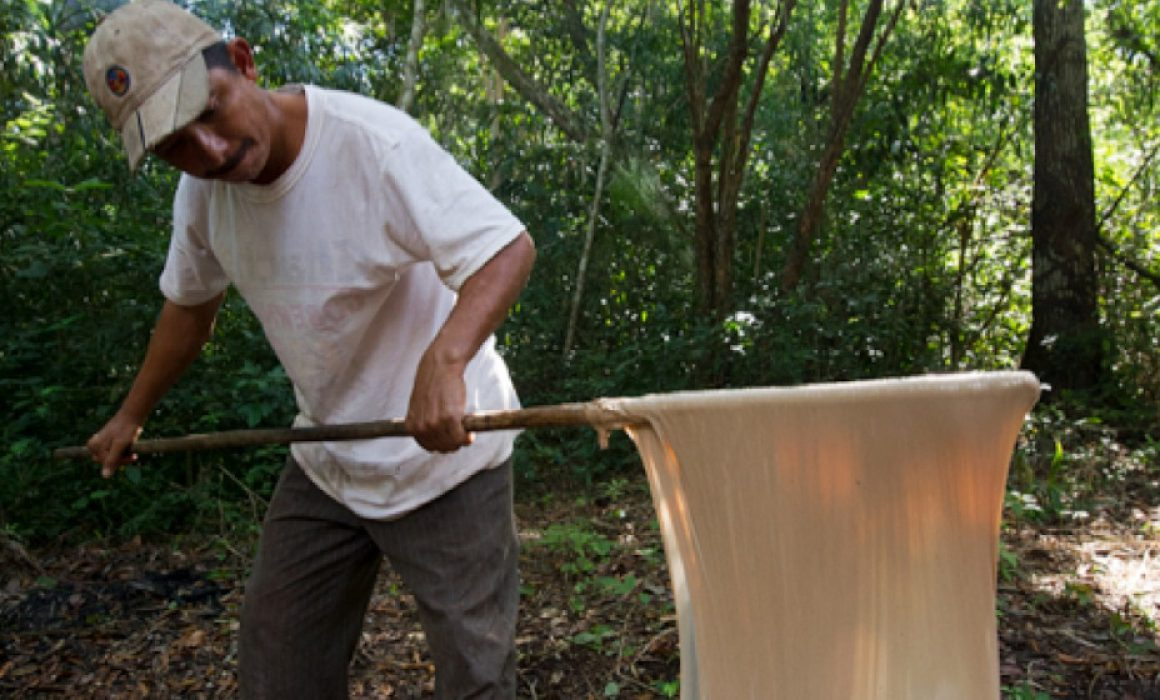 Este reconocimiento asegura el uso exclusivo del chicle obtenido del látex de los árboles de chicozapote en las selvas de Quintana Roo y Campeche Este reconocimiento asegura el uso exclusivo del chicle obtenido del látex de los árboles de chicozapote en las selvas de Quintana Roo y Campeche