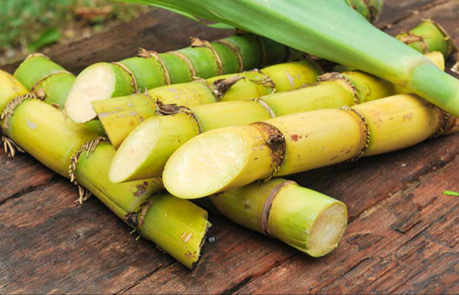Productores usarán nuevas técnicas para evitar generar bióxido de carbono. Productores usarán nuevas técnicas para evitar generar bióxido de carbono.