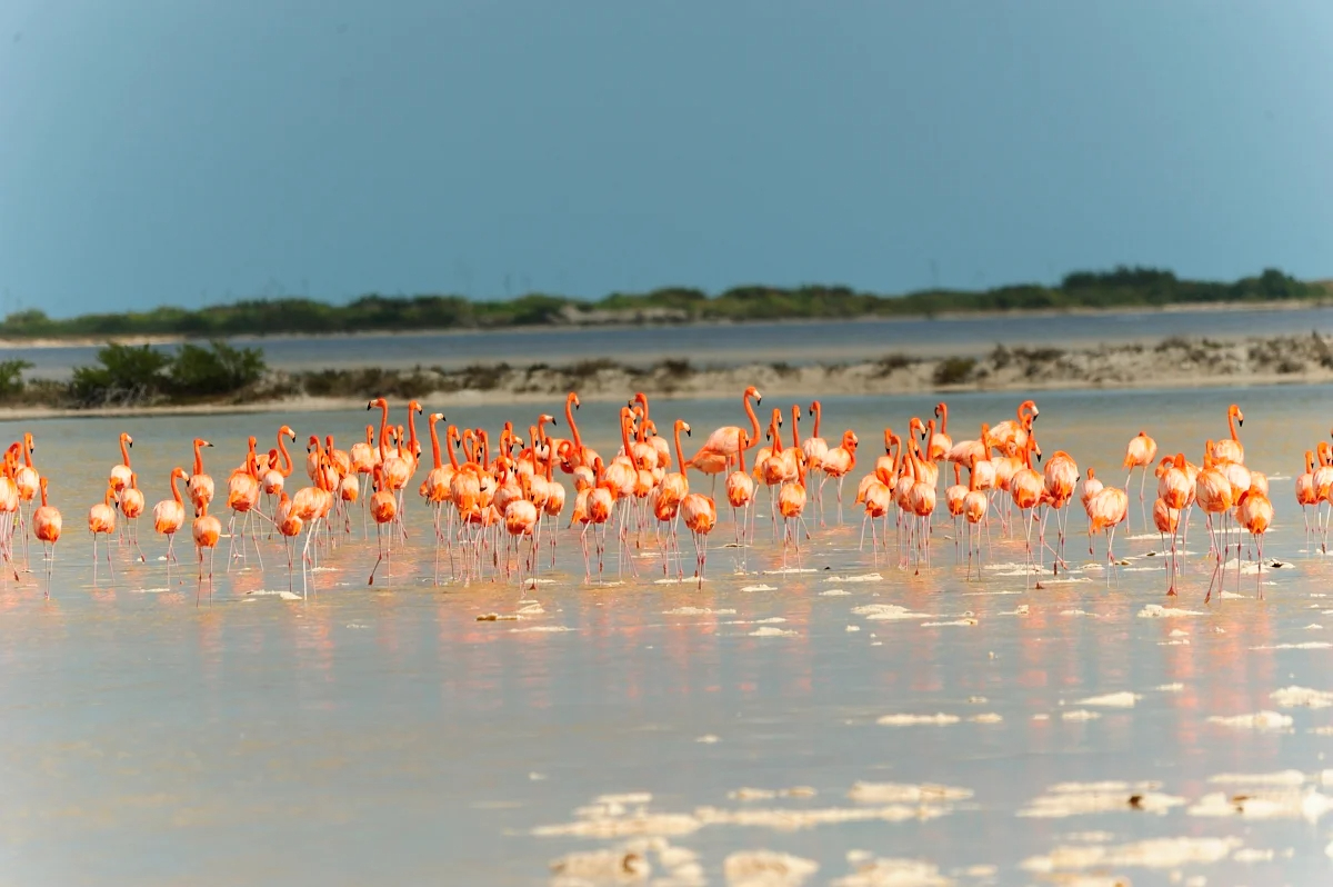San Felipe ofrece actividades como tours de pesca deportiva y paseos en lancha por los manglares San Felipe ofrece actividades como tours de pesca deportiva y paseos en lancha por los manglares