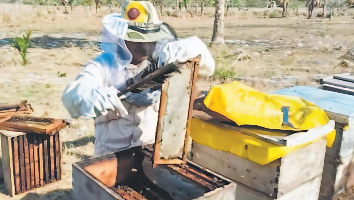 La plantación se ha retrasado debido a la pérdida de plántulas por el huracán Milton La plantación se ha retrasado debido a la pérdida de plántulas por el huracán Milton
