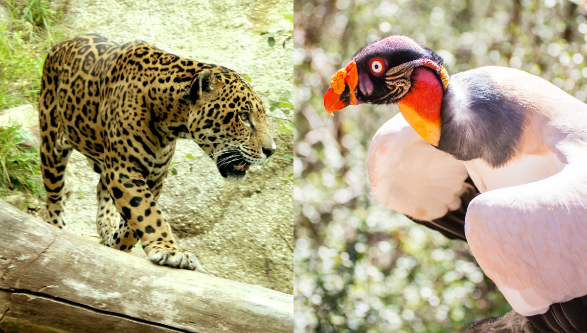   Día Mundial de los Animales: Estas son las especies protegidas en Campeche  
