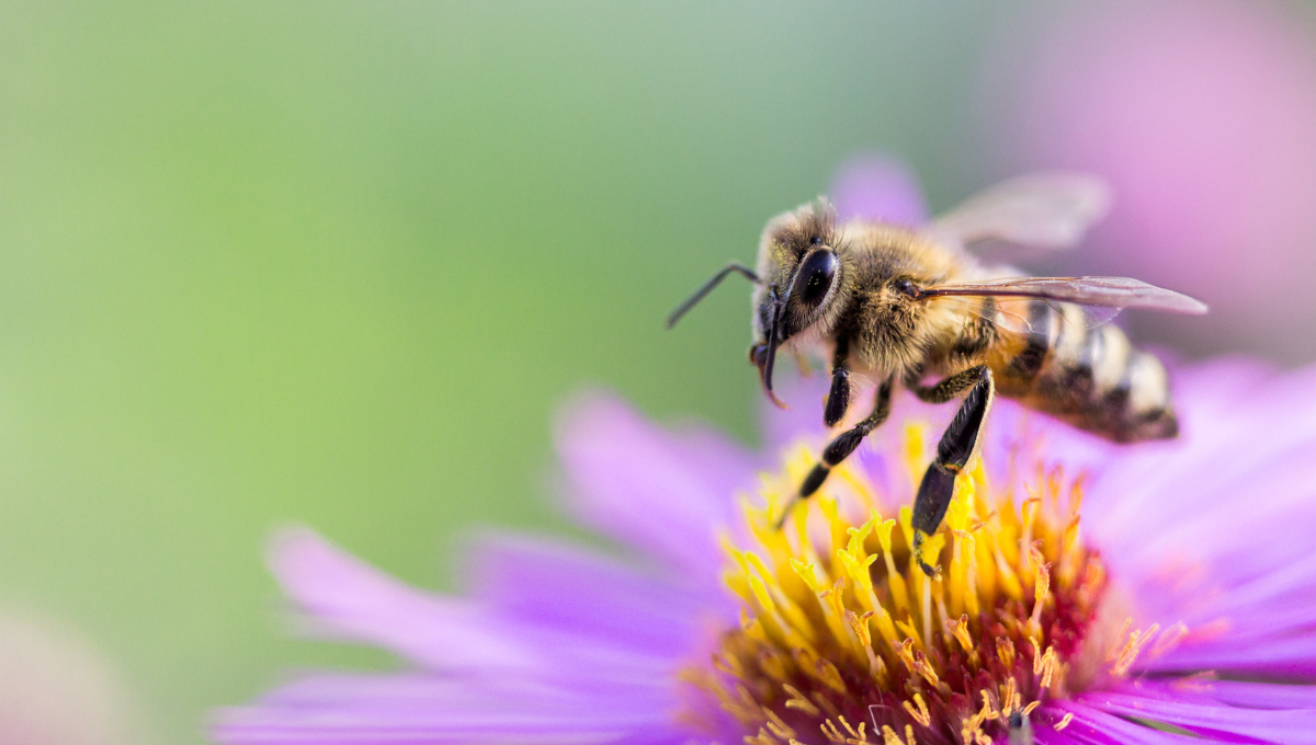 Cuidar a los animales es crucial por razones éticas, de biodiversidad y conservación Cuidar a los animales es crucial por razones éticas, de biodiversidad y conservación