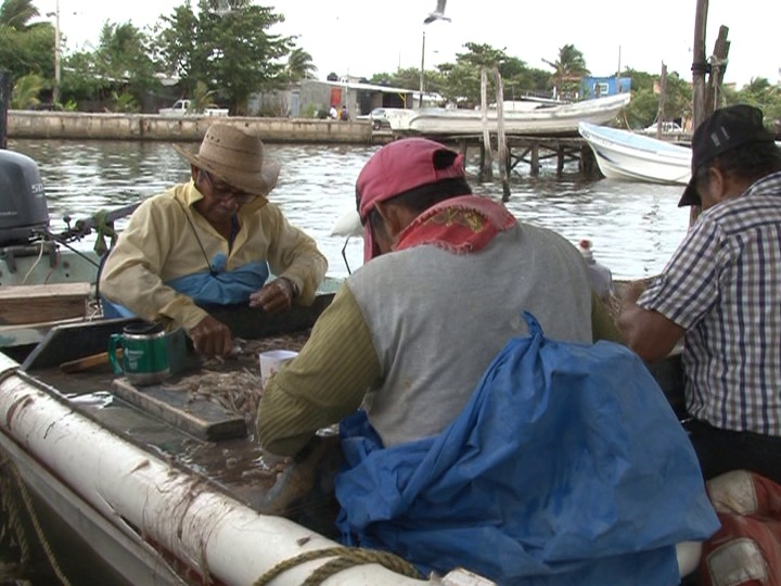Desaliento en pesca de camarón Desaliento en pesca de camarón