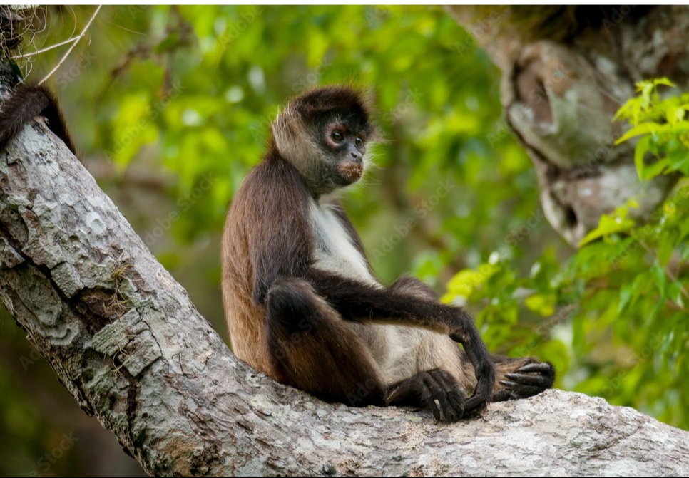 Dispersor de semillas, mantiene la diversidad vegetal Dispersor de semillas, mantiene la diversidad vegetal