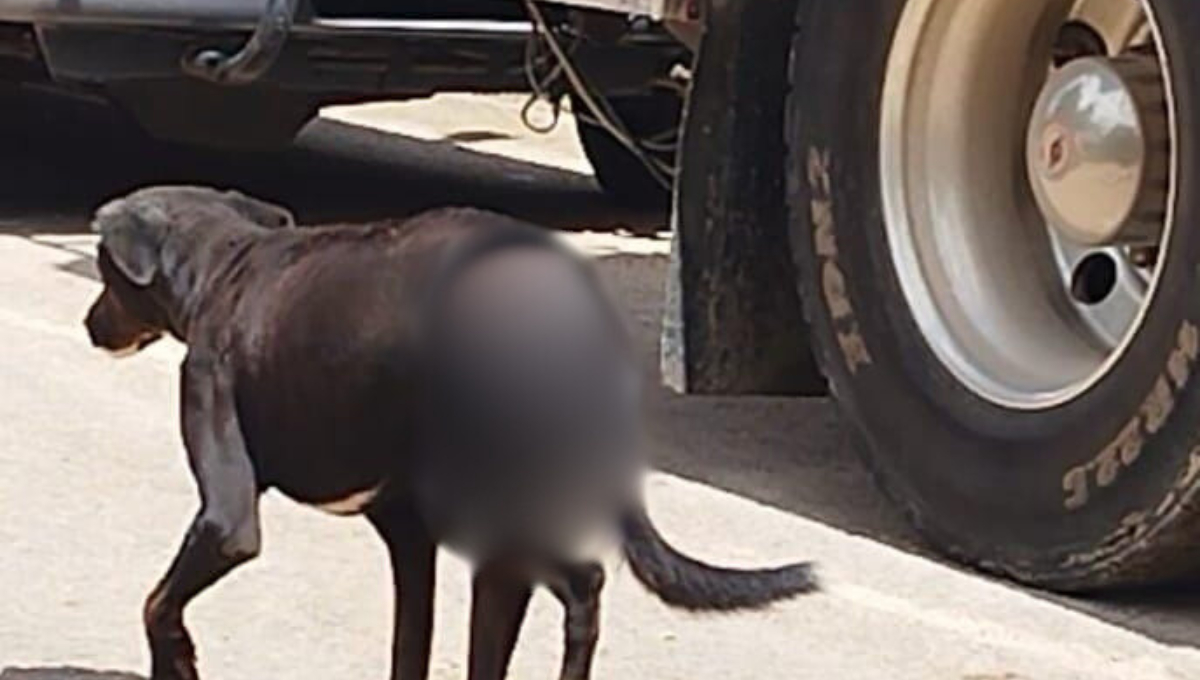 Don José afirmó saber el nombre del responsable, por lo que denunciará para darle justicia al animal callejero Don José afirmó saber el nombre del responsable, por lo que denunciará para darle justicia al animal callejero