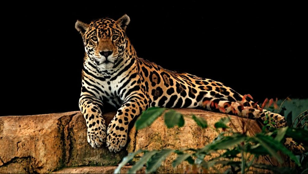 Especie clave en el ecosistema, regulador natural de poblaciones Especie clave en el ecosistema, regulador natural de poblaciones